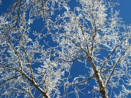 白霜,树,冬天,植物,树枝,自然之美,寒冷的温度,蓝色 白霜,树,冬天,植物,树枝,自然之美,寒冷的温度,蓝色