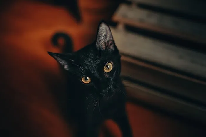 黑猫特写摄影