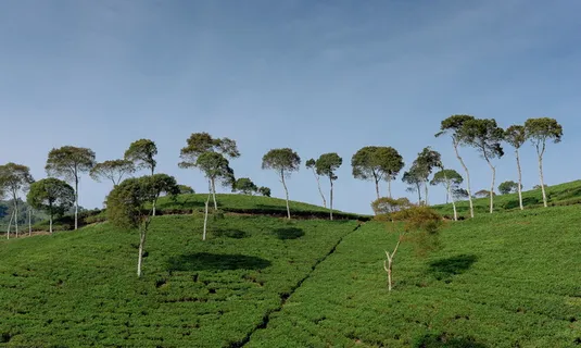 树,草,山,白天,草,自然,景观,云 树,草,山,白天,草,自然,景观,云