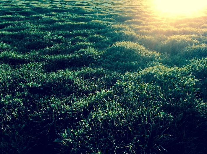 草、日落、纹理、自然、背景、夏天、户外、植物
