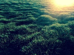 草、日落、纹理、自然、背景、夏天、户外、植物