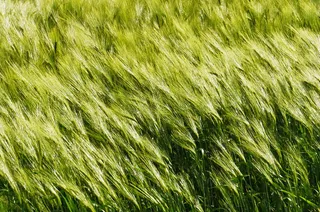 背景、风中的大麦、谷类、穗、芒、halme、田地、风