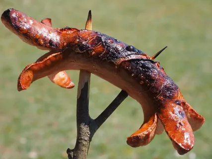 香肠,烧焦,黑色,烧焦,烤香肠,红色,香肠,烤 香肠,烧焦,黑色,烧焦,烤香肠,红色,香肠,烤