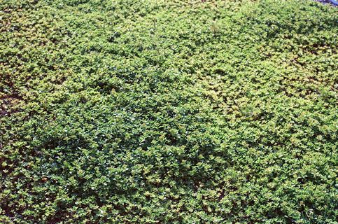 加拿大，多伦多，内森菲利普斯广场，草地，纹理，树木，绿色，花园