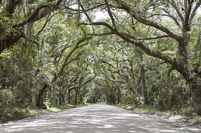 黑色，树枝，灰色，绿色，道路，树木，树木，植物