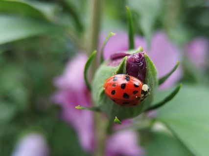 东方，昆虫，花蕾，木槿，无脊椎动物，植物，瓢虫，甲虫