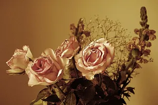 开花，开花，植物，插花，花朵，花瓣，玫瑰，玫瑰-花