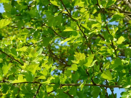 Eingriffileger山楂,山楂树,硬木,灌木,树叶,绿色,树,树枝 Eingriffileger山楂,山楂树,硬木,灌木,树叶,绿色,树,树枝