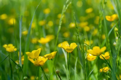 草地，花，毛茛，春天，夏天，大自然，黄色，黄色的花