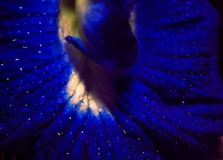 花, 厂, 开花, 虹膜, 印度, 天竺葵, 扇区 3d, gandhinagar