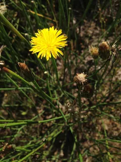 蒲公英，黄色，花，春天，黄色的花，自然，脆弱，生长