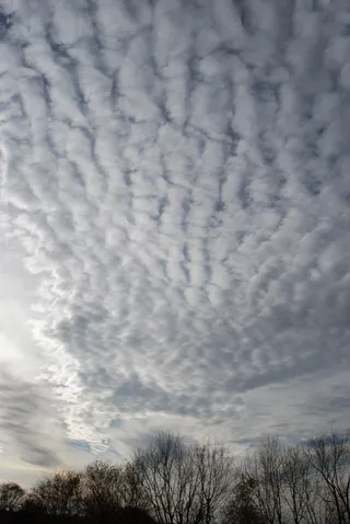 加拿大，金斯顿，云天，天空，树木，低角度视图，自然之美，植物