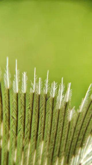 印度，哥印拜陀，第六十字路口，绿色，特写，无人，植物，选择性聚焦