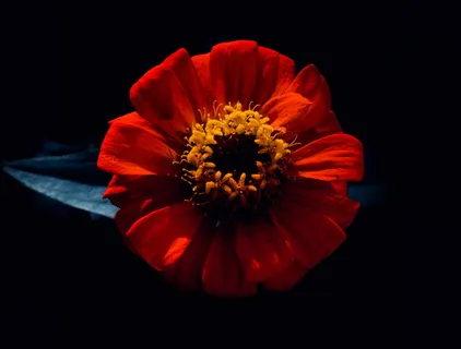 植物，花粉，金斯福，澳大利亚肖大道27号，花朵，花朵，雏菊