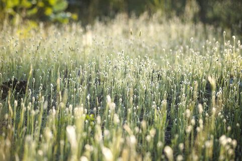 绿色，草，带，白天，植物，花，浪漫，粉色