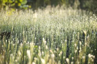 绿色，草，带，白天，植物，花，浪漫，粉色