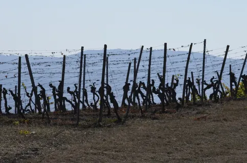 葡萄树，收获，收获，农业，葡萄酒，酿酒师，秋天，天空