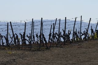 葡萄树，收获，收获，农业，葡萄酒，酿酒师，秋天，天空
