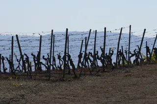 葡萄树，收获，收获，农业，葡萄酒，酿酒师，秋天，天空