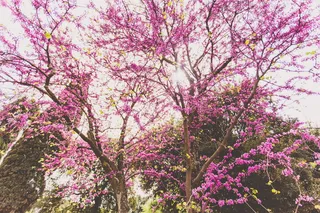 罗马，罗马论坛，意大利，树，樱花树，花，樱花，自然