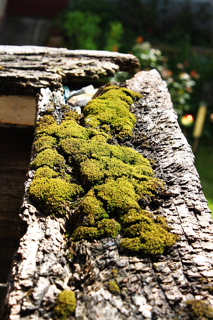 苔藓，阳台，植物，缰绳，空气，空气质量，绿色，城市