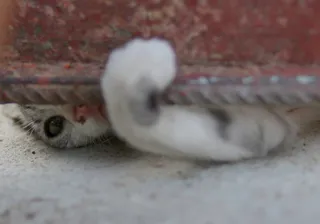 猫，爪子，隐藏，玩耍，哺乳动物，一种动物，家养，选择性聚焦