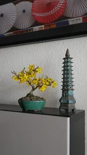 盆景,花朵,花朵,日本,微型,小型,盆景树,花朵 盆景,花朵,花朵,日本,微型,小型,盆景树,花朵