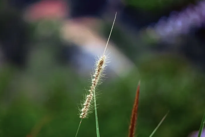 草, 粮食, 金, 模糊, 背景, 尖尖, 作物, 字段