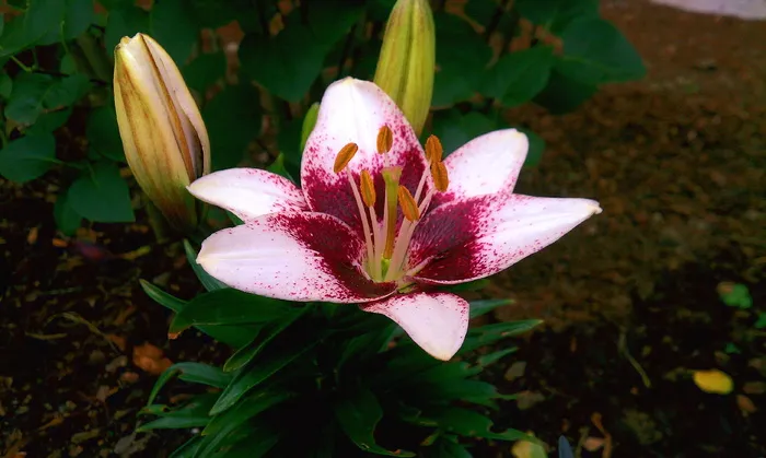 美国，肯特，花，植物，花园，自然，开花植物，新鲜度