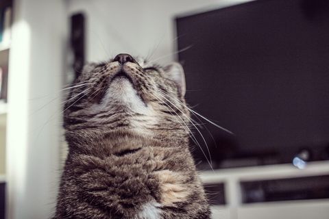 猫，肖像，虎猫，寒冷，躺着，毛皮，哺乳动物，家猫