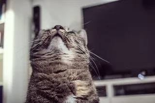 猫，肖像，虎猫，寒冷，躺着，毛皮，哺乳动物，家猫