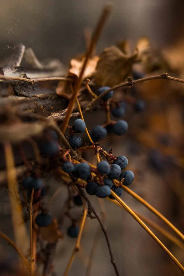 蓝莓选择性聚焦照片
