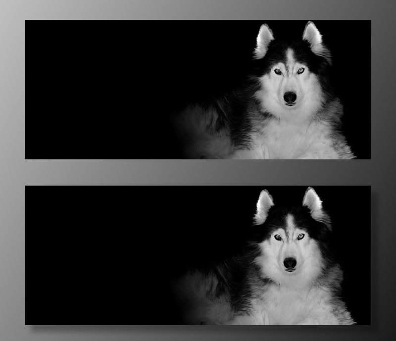 西伯利亚哈士奇，狗，狼，墙纸，一只动物，哺乳动物，动物主题，动物