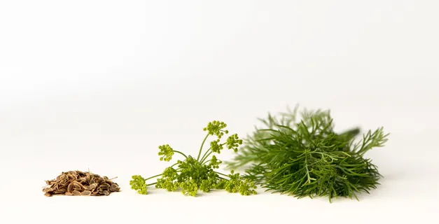 绿色,植物,白色,表面,莳萝,卡波玛,莳萝花 绿色,植物,白色,表面,莳萝,卡波玛,莳萝花