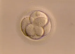 受精卵，活卵，羽化，受精卵，室内，特写，无人