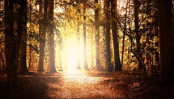 森林，光，心情，自然，树木，秋天，远去，小径