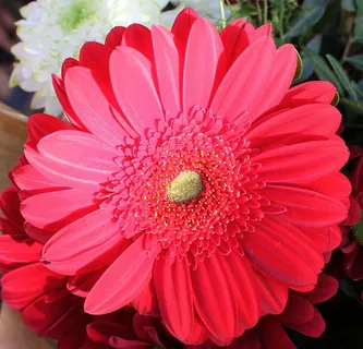 花,花,花瓣,头,红色,粉色,开花,开花 花,花,花瓣,头,红色,粉色,开花,开花