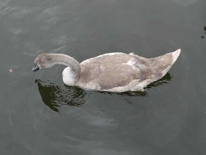 天鹅、动物、鸟类、水鸟、湖泊、波兰、自然、水