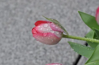 玫瑰, 早上, 花, 享受, 新鲜, 自然之美, 植物, 特写