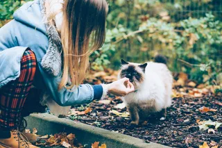 白色，灰色，暹罗猫，动物，人，秋天，背景，米色