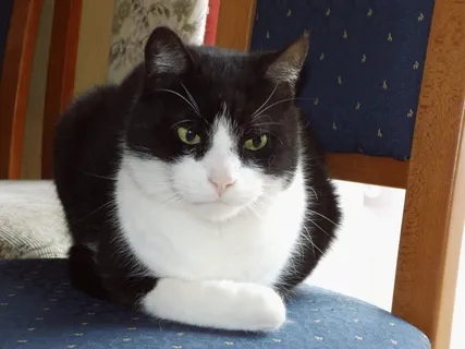 猫, 椅子, 心灵的平静, 视线, 宠物, 家猫, 一种动物, 家养动物