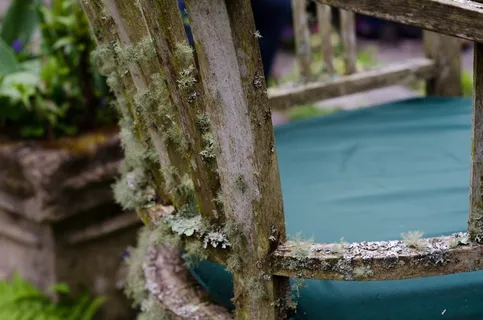 苔藓、椅子、棚屋、模糊、户外、座椅、旧的、花园