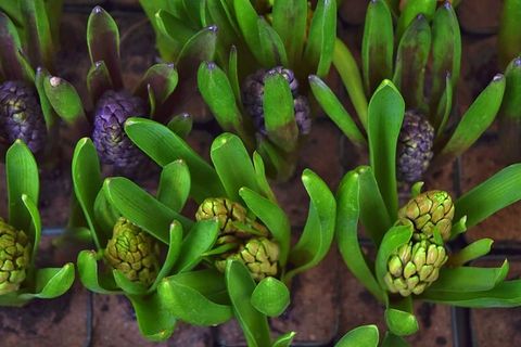 微距摄影中的绿色多汁植物