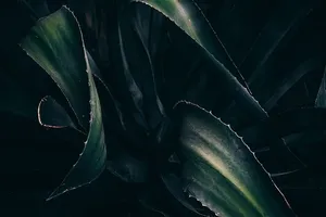 植物的特写镜头