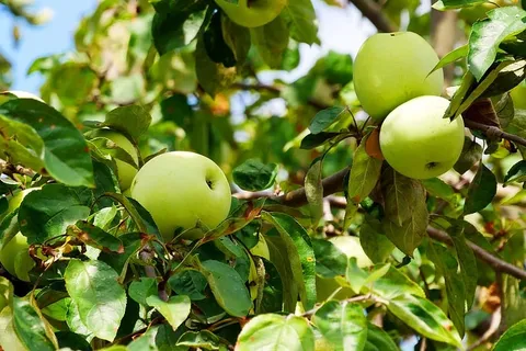 野生黄苹果在树枝上成熟的照片。 野生黄苹果在树枝上成熟的照片。