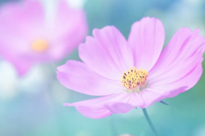 花瓣，模糊，花朵，花粉，美丽，盛开，盛开，明亮