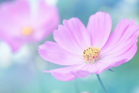 花瓣，模糊，花朵，花粉，美丽，盛开，盛开，明亮