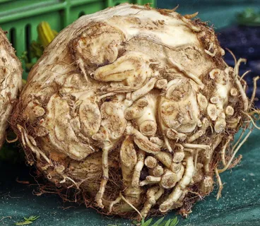 芹菜,芹菜,蔬菜,块茎,根,卖方,芹菜块茎,芹菜 芹菜,芹菜,蔬菜,块茎,根,卖方,芹菜块茎,芹菜