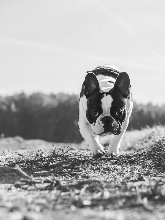 灰阶摄影法国斗牛犬