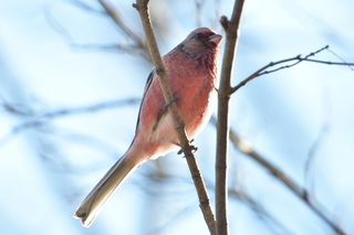 自然，野生动物，鸟，动物，贴面系统，一个动物，动物主题，脊椎动物